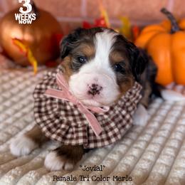 Jovial - Blue merle female Bernedoodle puppy in Orange, Texas from Walk with Me Doodles