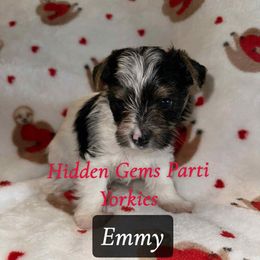 Emmy - Parti female Yorkshire Terrier puppy in Clarksburg, Indiana from Hidden Gems Parti Yorkies