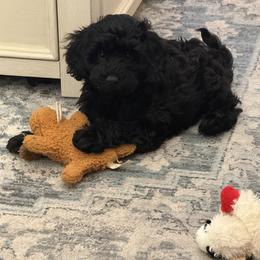 Cavapoo Puppies from AZ Cavapoos