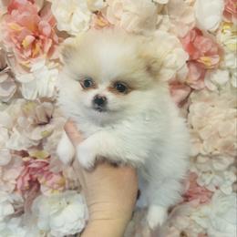 Biscoff - Cream parti female Pomeranian puppy in Buck Valley, Pennsylvania from Buck Valley Pomeranians