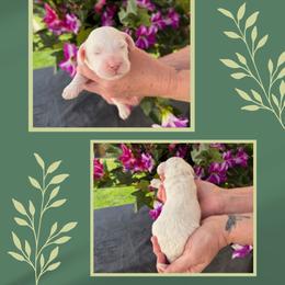 Sneezy - Chalk male Australian Labradoodle puppy in Cashmere, Washington from Mountain Home Doodles