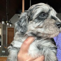 Ginger - Blue merle female Aussiedoodle puppy in York, Pennsylvania from Loving Puppy Paws Kennel