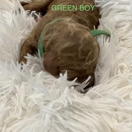 Poodle Puppies from Paw Prints Of Poodles and Doodles.
