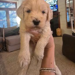 Armani - Cream male Goldendoodle puppy in Red Oak, Iowa from Fisher Pups-Stay Golden with a Doodle