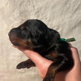 Green - Black and rust male Doberman Pinscher puppy in Muskegon, Michigan from HillStone Dobermans