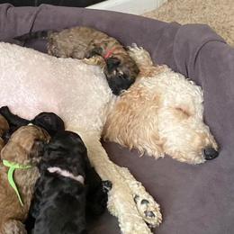 Goldendoodles from Grateful Goldens