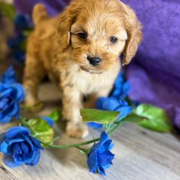 Rose B3 purple - Red male Cockapoo puppy in Haines City, Florida from Camic Cockapoos