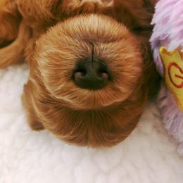 Cavachon, Cavalier King Charles Spaniel, and Cavapoo Puppies from Comfort Cavs