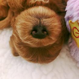 Cavachon, Cavalier King Charles Spaniel, and Cavapoo Puppies from Comfort Cavs