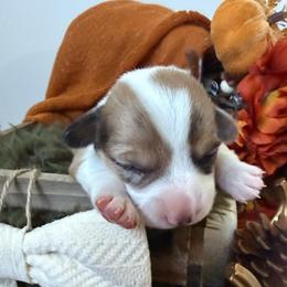 Toffee - Sable merle and white female American Corgi puppy in Paxton, Illinois from McGovern Family Corgis