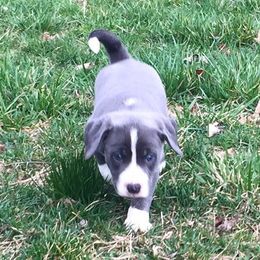 Mountain Cur Puppies from Walnut Ridge Mountain Curs
