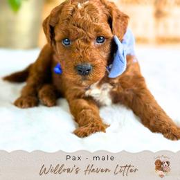 Pax - Red  male Goldendoodle puppy in Atlanta, Georgia from Teddy Puppies