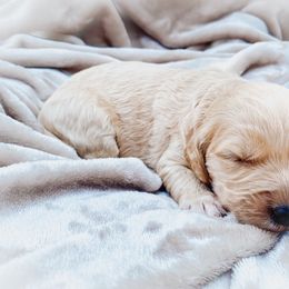 Goldendoodle Puppies from Peachy Doodles