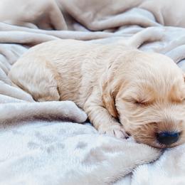 Goldendoodle Puppies from Peachy Doodles