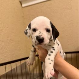 Arkenstone - White and black female Dalmatian puppy in Conroe, Texas from Saint Rocco's Dalmatians