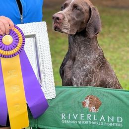 German Shorthaired Pointers from Riverland German Shorthaired Pointers