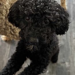 Lydia - Goldendoodle