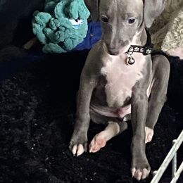Blue boy - black collar - Blue fawn male Italian Greyhound puppy in Portland, Oregon from Khani's Basenjis and Italian Greyhounds