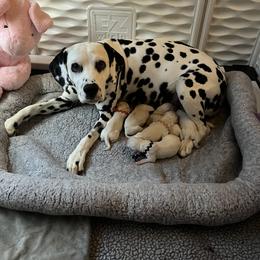 Dalmatian puppies from Prestige Dalmatians
