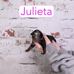 Julieta - Blue merle female Assorted Doodle Crosses puppy in Calhoun, Georgia from Happy Top Doodles