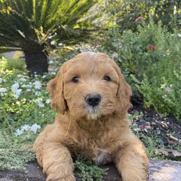 Double Doodle and Goldendoodle Puppies from GoldendoodlePaw