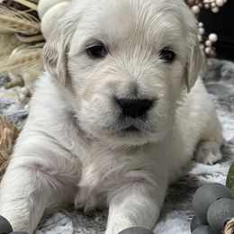 Golden Retriever Puppies from Arden Hill Goldens