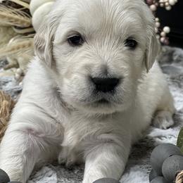 Golden Retriever Puppies from Arden Hill Goldens