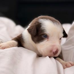 Finn AKC - Red tri-color male Australian Shepherd puppy in Polk City, Florida from Skaky Shepherds