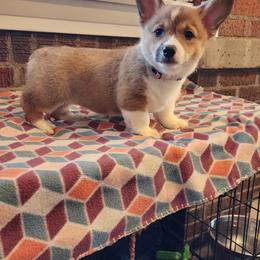 Pembroke Welsh Corgi Puppies from Twilight Hollow Corgis