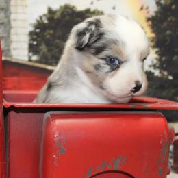 Blue Merle Female2 - Blue merle female Miniature Australian Shepherd puppy in Ronan, Montana from Dirt Road Aussie’s of Montana