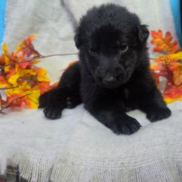 Pink Collar Female - Black female German Shepherd puppy in Cadet, Missouri from Working Valley Shepherds