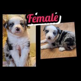 GIRL-B - Blue merle female Australian Shepherd puppy in Yakima, Washington from Luna's Australian Shepherd