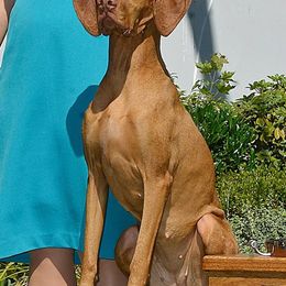 Vizslas from Dezertfyre Vizslas