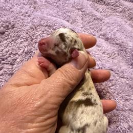 Thunder - Merle male Chihuahua puppy in Seneca, Missouri from Stephanie’s Puppy Colony
