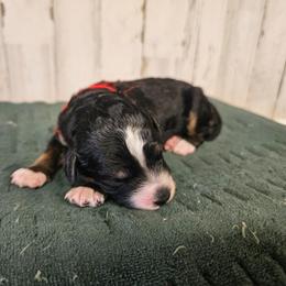 Delta - Tri-color female Bernedoodle puppy in Flat Rock, North Carolina from Sukisdoodles