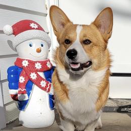 Labrador Retrievers and Pembroke Welsh Corgis from Lazy Duck Labradors/ Pembroke Welsh Corgi