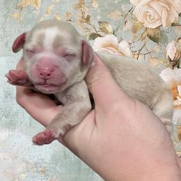 Girl 2 - Cream female Cavapoo puppy in Coshocton, Ohio from Forever Family Puppies