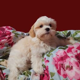 Shih Tzu Puppies from Pure Beauty Shih Tzu Pups