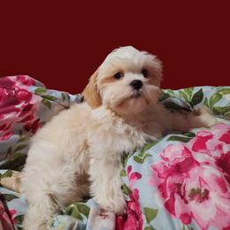 Shih Tzu Puppies from Pure Beauty Shih Tzu Pups