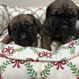 Daisy - Fawn female Cane Corso puppy in Lancaster, California from Catanzaro Cane Corso