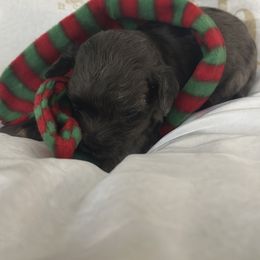 Boy 6 - male Goldendoodle puppy in Waynesboro, Virginia from Forest Creek Kennel