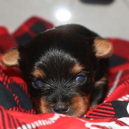 Jackson Grover - Black and tan male Yorkshire Terrier puppy in Greenwood, Wisconsin from Selah and Co.