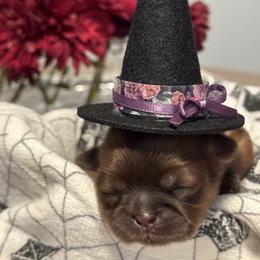 Shih Tzu Puppies from Best Friend Shih Tzu Co.