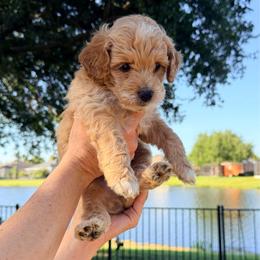 Dopey - Apricot male Goldendoodle puppy in Bradenton, Florida from Christianna’s Mini Goldendoodles