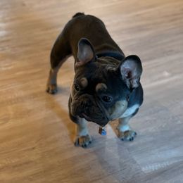 Louis - French Bulldog