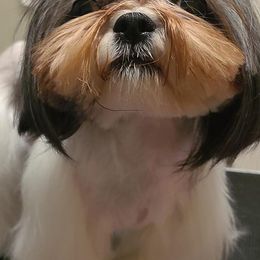 Shih Tzus from Wild Wind Shih Tzu