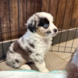 Cosmic crisp - Blue merle male Miniature Australian Shepherd puppy in Clarkesville, Georgia from North Georgia Gems