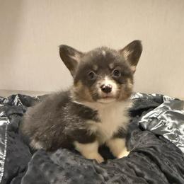 Verlon - Blue male Pembroke Welsh Corgi puppy in Decatur, Texas from Bar S Corgis