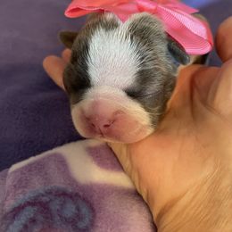 Daisy - Blue female Boston Terrier puppy in Johnstown, Colorado from R&M Bostons