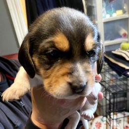Beagle Puppies from Amanda Nitsa Oz